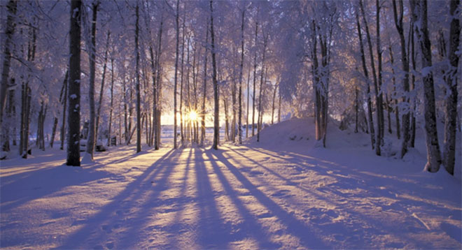 Snowy woodland scene in evening light