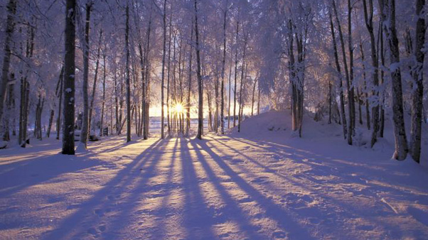 Woodland scene in winter
